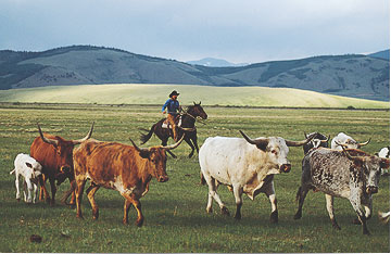 Cowboy herding cattle