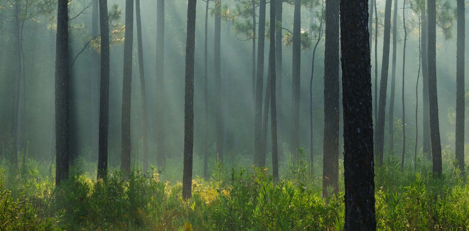 Forest in Alabama