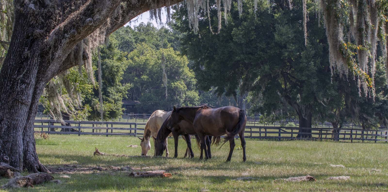 Horses on a ranch