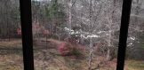 dogwoods and azaleas from the screen porch