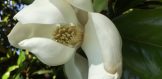 magnolia blossom