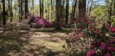 azaleas April 2019