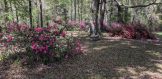 sit among the beautiful azaleas