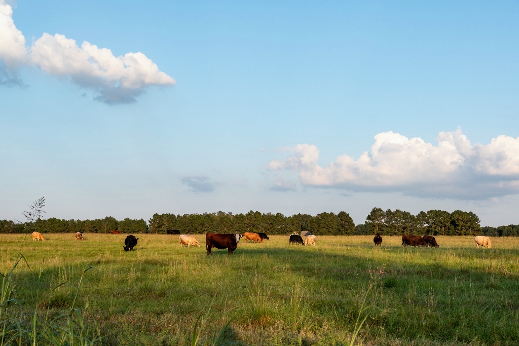 Farm Land in Alabama