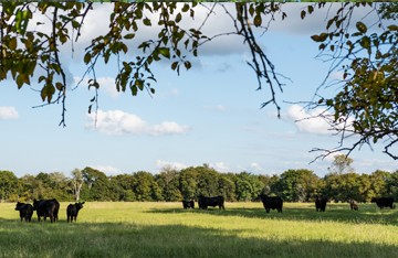 Ranch